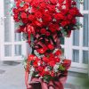 Kệ hoa Đồng tiền đỏ hồng đỏ